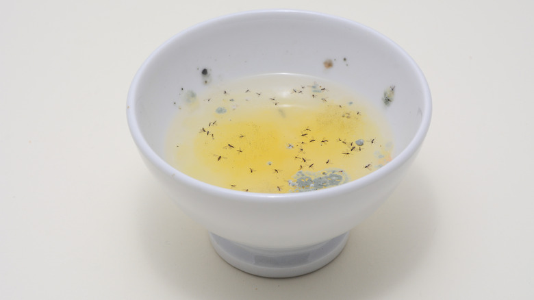 small bowl with fruit fly trapping liquid and trapped fruit flies