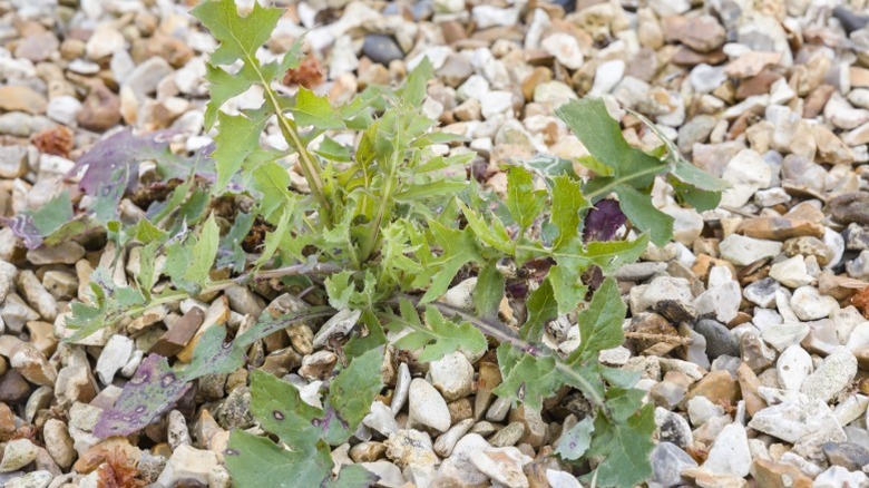 Broadleaf weed growing through gravel in a rock garden