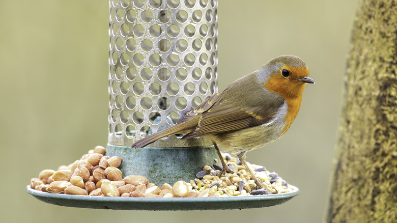 A bird perching on bird feeder next to a tree