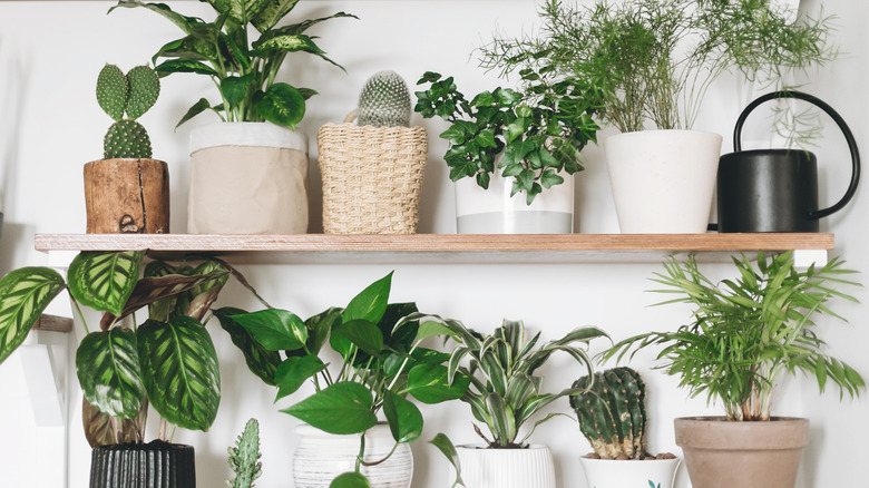 plants shelf