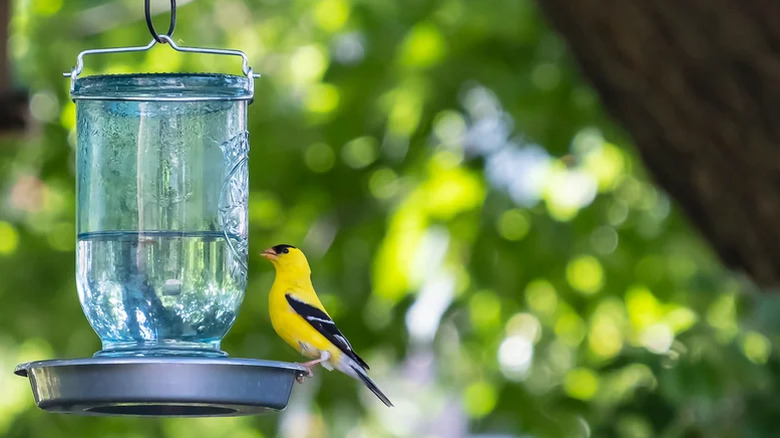 Yellow and black bird perched on a plate of a water feeder made from an upside jar
