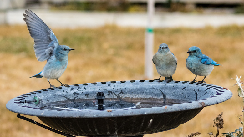 Blue jay and mockingbird near a railing covered with bird seed