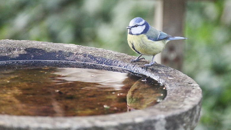 a plain, concrete, traditional bird bath with a bird perching on it