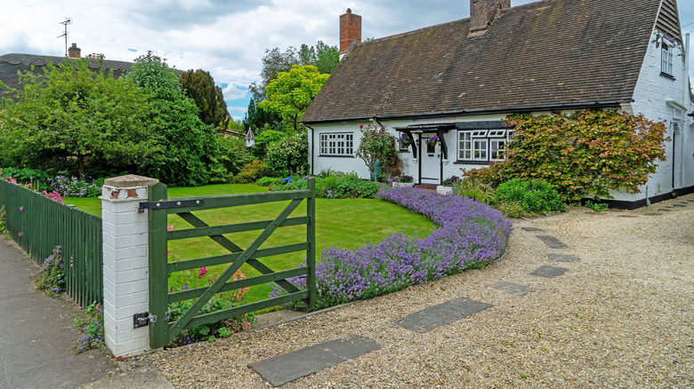 lavender border along gravel driveway in front of country cottage