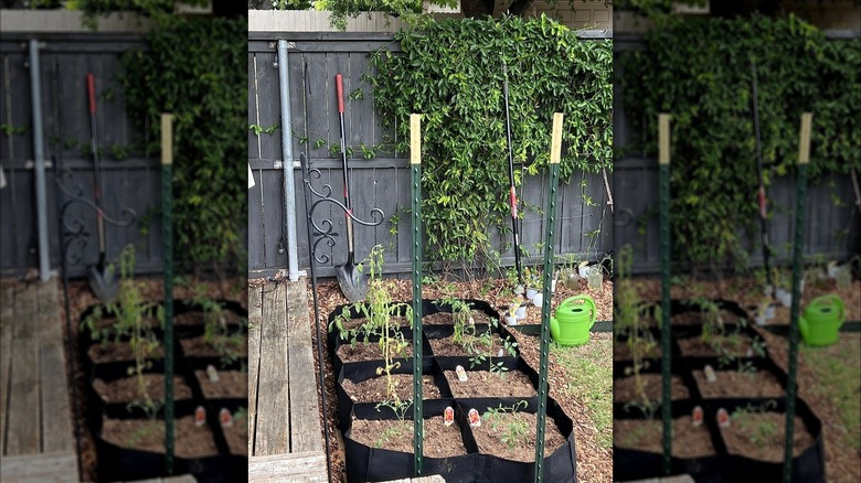 Fabric beds filled with plants, next to fence