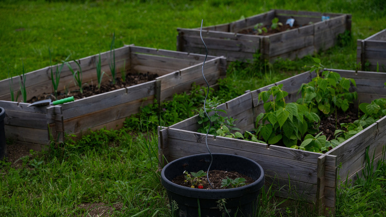 A grass lawn with four raised garden beds made of wood.