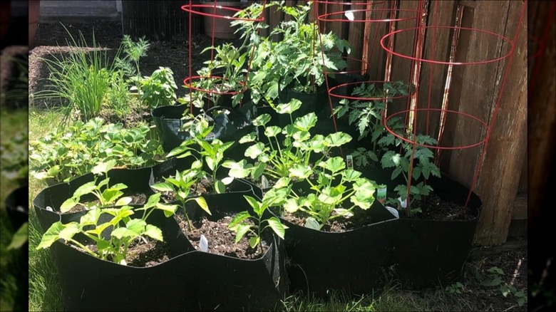 A yard with an eight-compartment fabric raised bed with squash, pepper, and tomato plants inside.