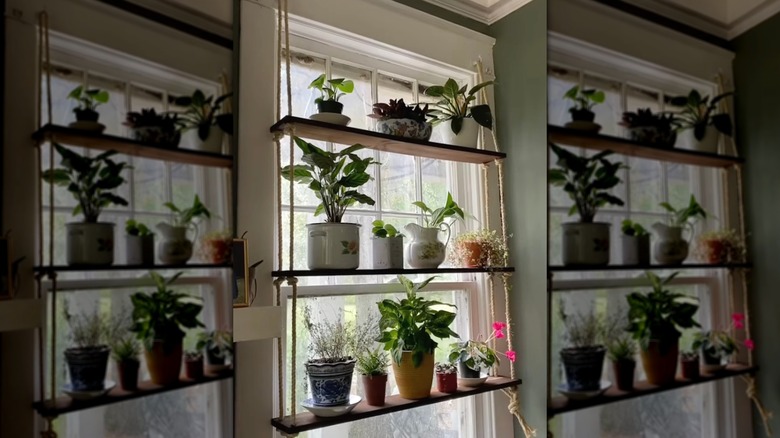 Hanging window shelf plant garden.