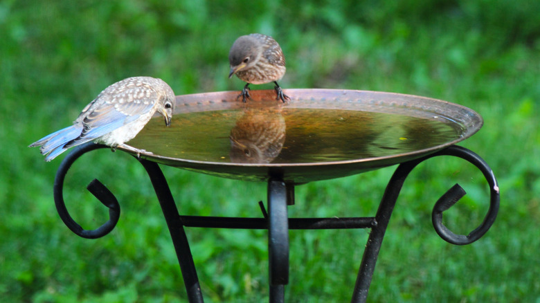 Two birds perched and gazing into a metal bird bath.