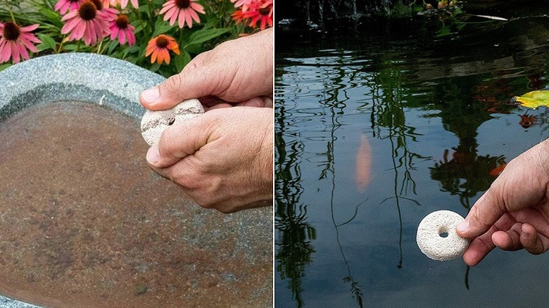 Split image showing hand breaking a mosquito dunk in half to drop into a bird bath on the left and a hand dropping a whole dunk into a fish pond on the right