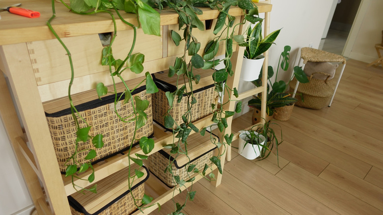 Plants on shelves with baskets on them