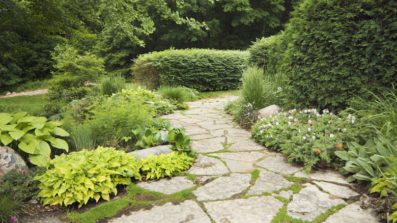 Stone walkway through a lush garden with plants growing between each stone