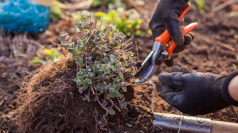 Two gloved hands prune a catmint plant in the spring using orange pruners.