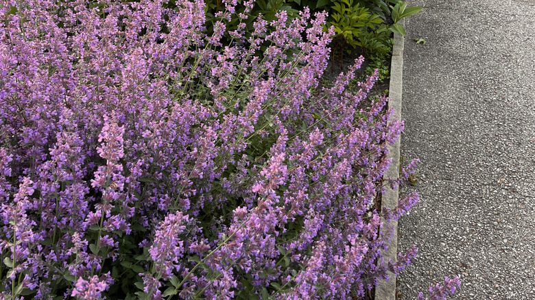 Catmint in full bloom along the edge of a gravel driveway.