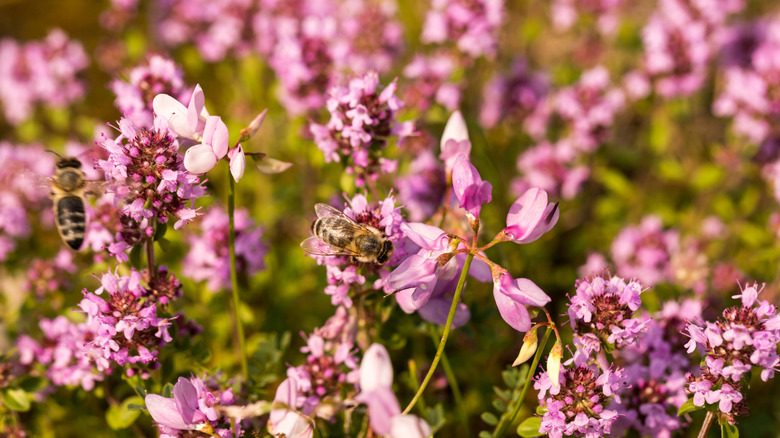 closeup on creeping thyme in bloom