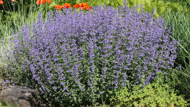 A catnip plant in full bloom outside in the sun