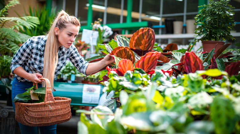 A woman shops for foliage plants.