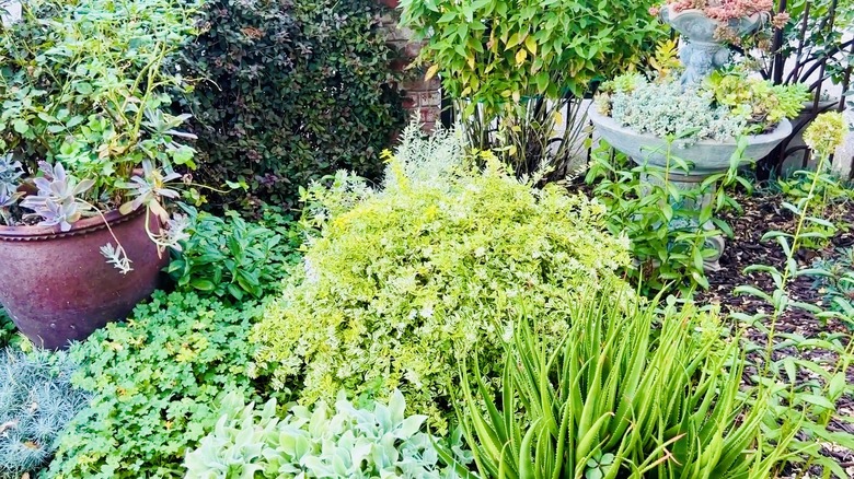 Foliage-only garden embraces multiple shades of green and other colors.