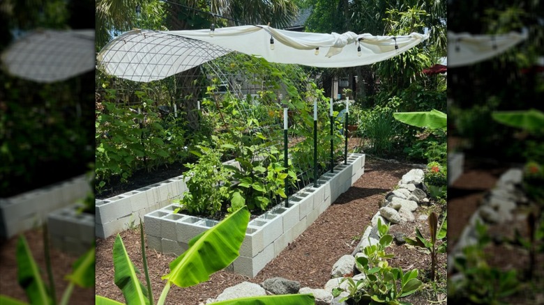 A sheet used as a shade cloth over a raised bed garden