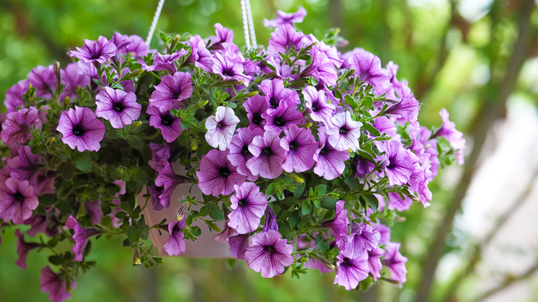 A white hanging basket filled with pink-purple petunia flowers.