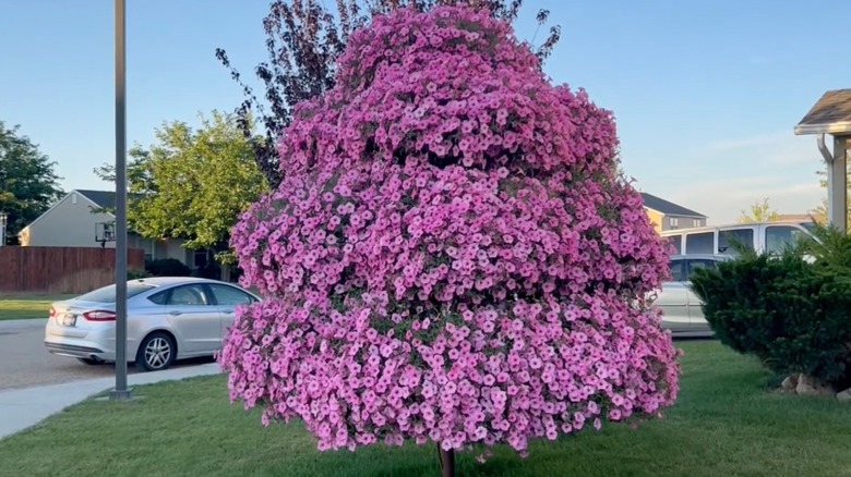 A tiered pink petunia tree full of blooms and placed in a front yard.