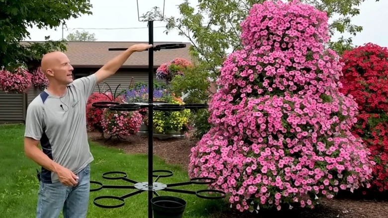 A person standing next to a tiered black metal stand and a pink petunia tree.