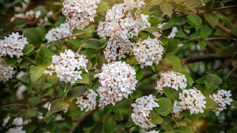 A Korean spice viburnum shrub with clusters of white-pink flowers