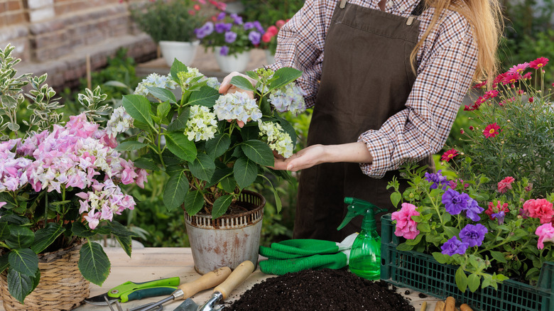 Gardener potting a hydrangea with other flowering plants on the work table