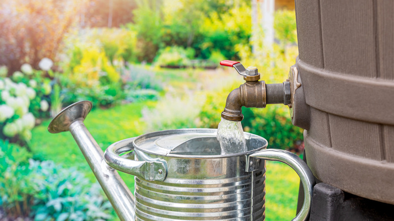 A pretty rain barrel with a spout filling a watering can