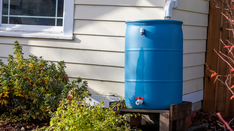 A plain blue rain barrel next to a house and some bushes