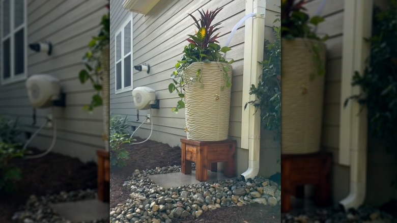 A DIY rain barrel setup next to a house features a wooden stand, textured barrel, and plant on top