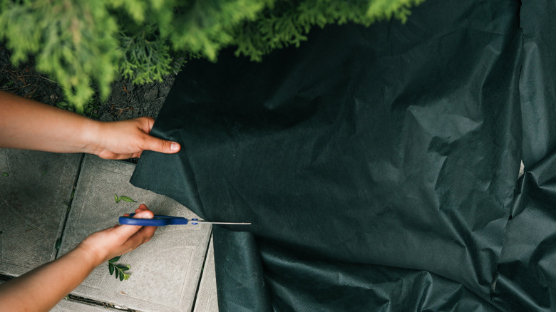 A person cutting black landscape fabric to place over a garden bed