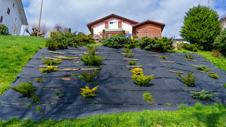 Landscaping fabric stretched over a sloping green hillside with shrubs poking through.