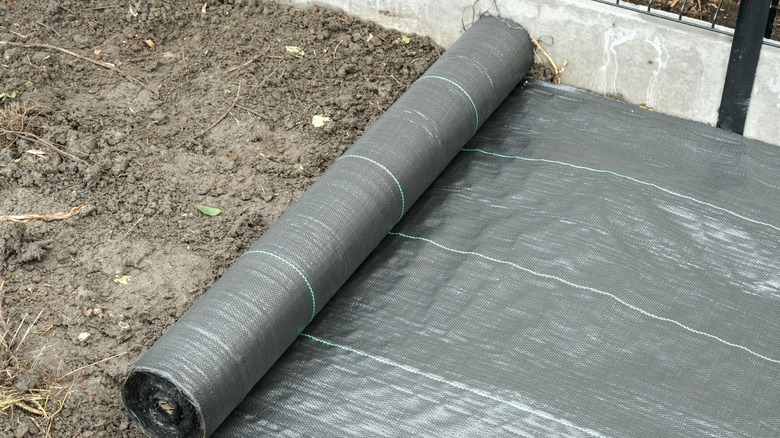 Landscape fabric being rolled out onto soil.