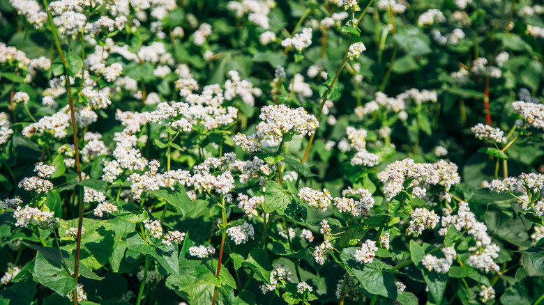 Buckwheat in full bloom in a garden bed.