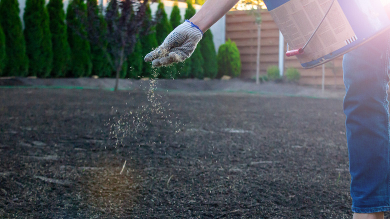 A person tosses seeds of a cover crop over a recently tilled and cleared garden bed.