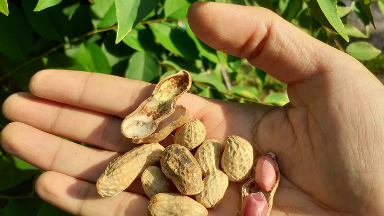A hand holding some peanut shells with plants in the background