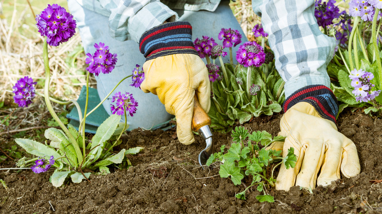 A gardener wearing gloves and planting out some flower seedlings
