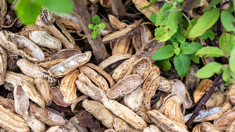 peanut shells used as mulch in a garden bed.
