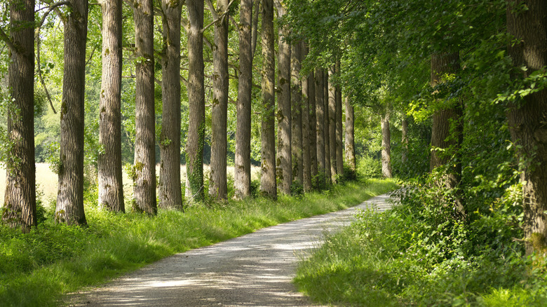 Gravel road lined with trees with straight trunks and grass growing under them. .