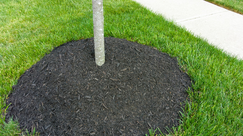 Skinny tree trunk surrounded by mound of dark mulch in a yard next to a sidewalk.