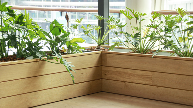 Built-in planter boxes next to large windows in an apartment