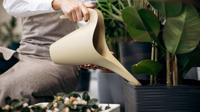 A person watering houseplants in planters