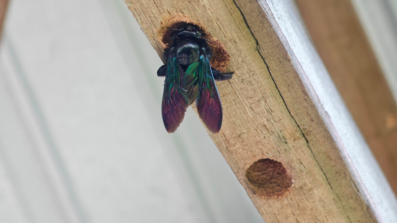Close up of a carpenter bee burrowing into bare wood.