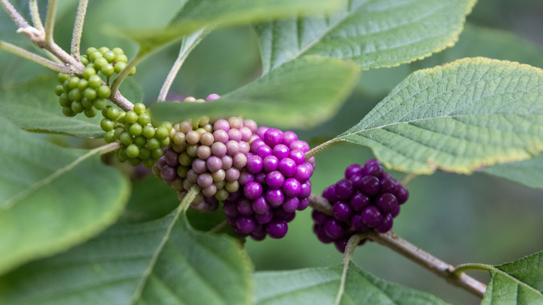 The ripening purple berries of an American beautyberry bush