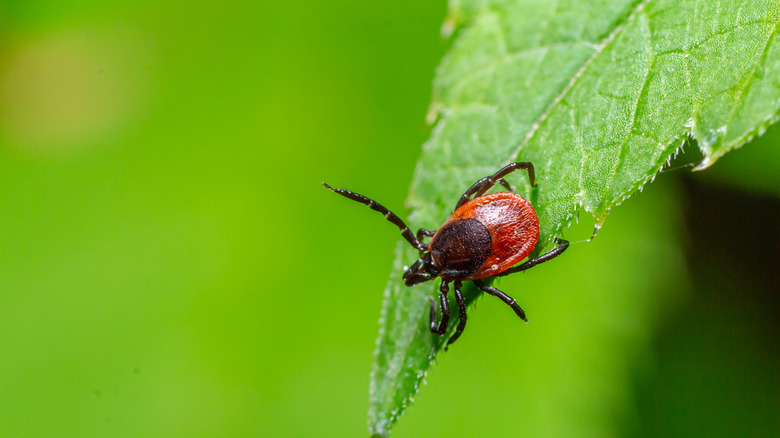 A red and black tick perched at the tip of a leaf