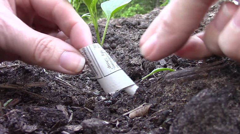 Person wrapping cutworm collars, made from newspaper, around seedling stems.