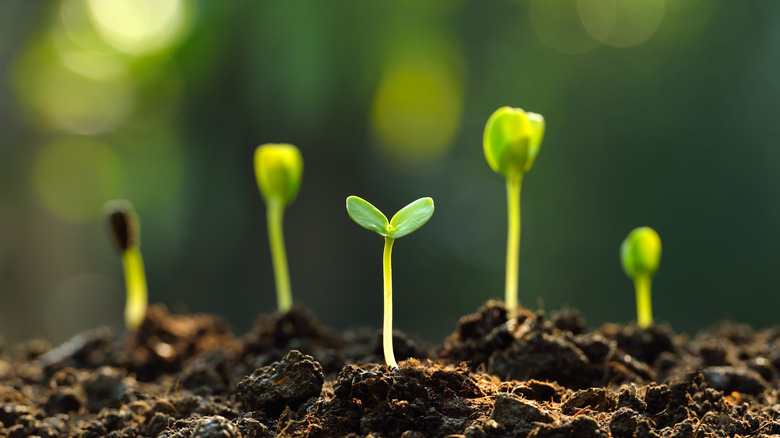 Seedlings emerging from the soil.