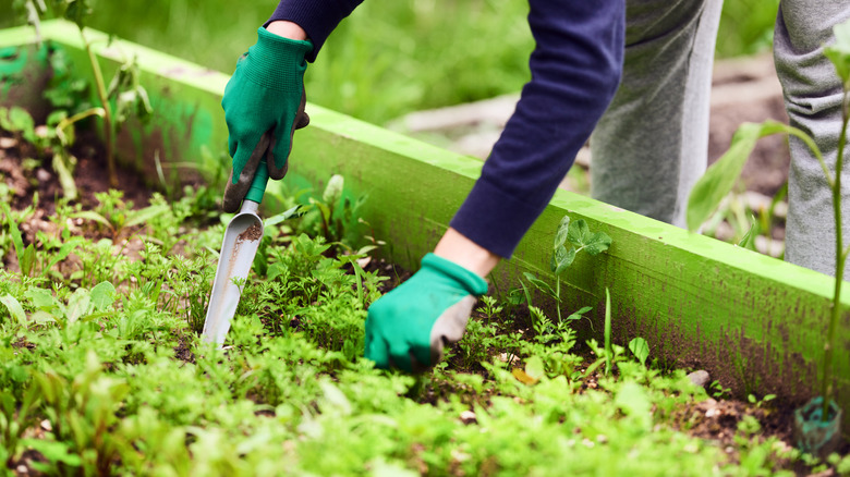 A person pulling weeds from an overgrown raised garden bed.