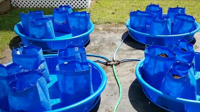 Four blue kiddie pools, each filled with water and blue fabric Walmart bags used as grow bags.